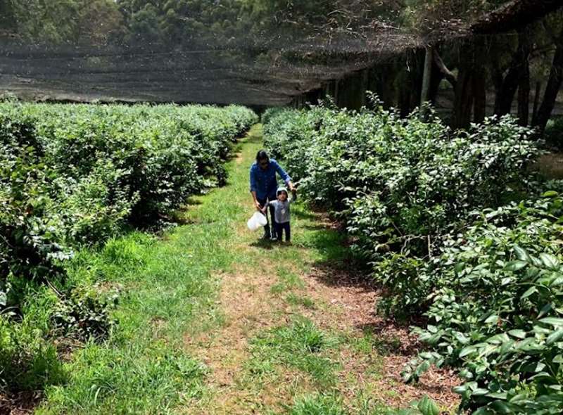 Gembrook Fruits (Gembrook)