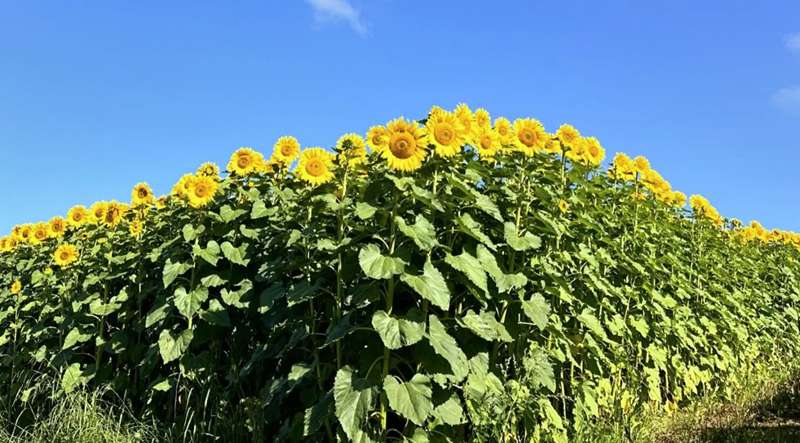 Girasole Yarra Valley Sunflowers