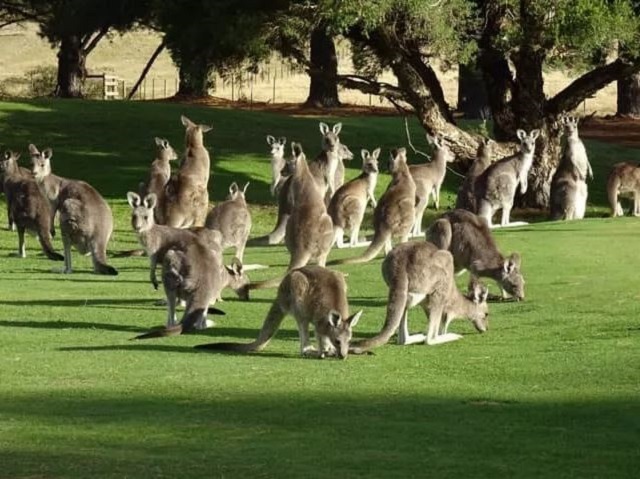 Gisborne Golf Course Kanga Tours