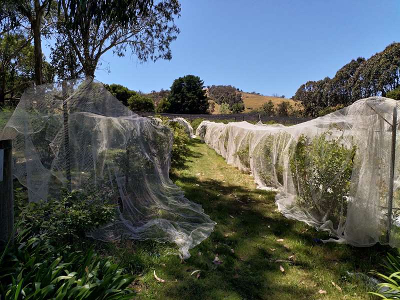 Glenburn - Summerberries Blueberry Farm