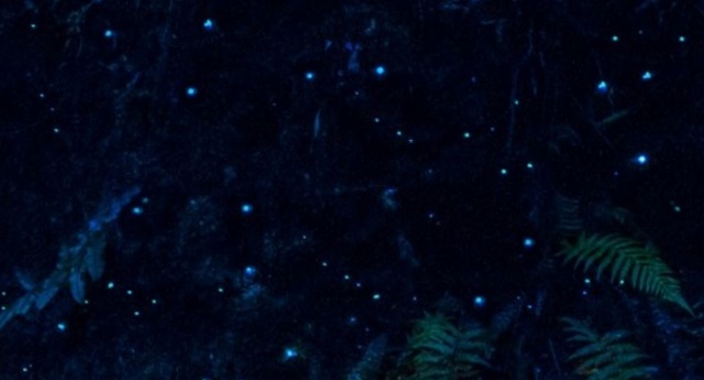 Kennett River Glow Worm Walk