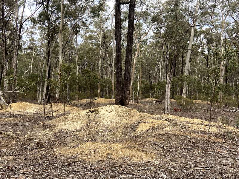 Graytown - POW Camp, Gold Diggings and Cemetery Walk