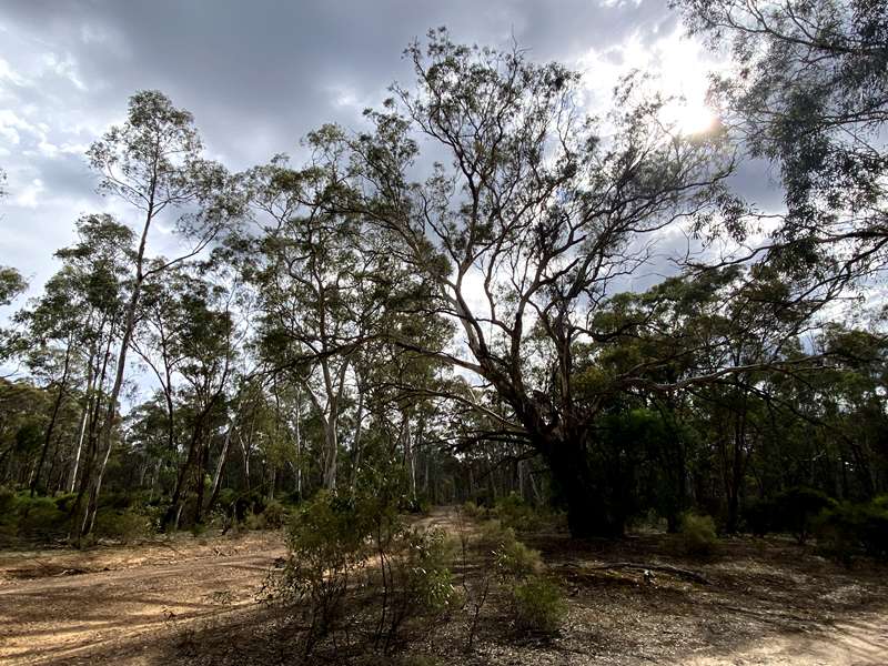 Graytown - POW Camp, Gold Diggings and Cemetery Walk