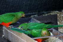 Princetown - Great Ocean Road Wildlife Park