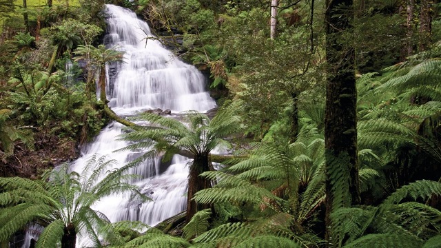 Great Otway National Park (Lorne)