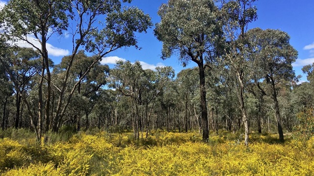 Greater Bendigo National Park