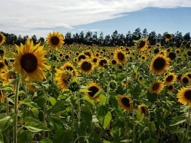 Greendale Sunflowers
