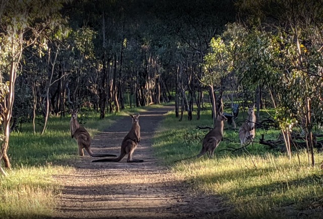 Gresswell Forest Nature Reserve (Bundoora)