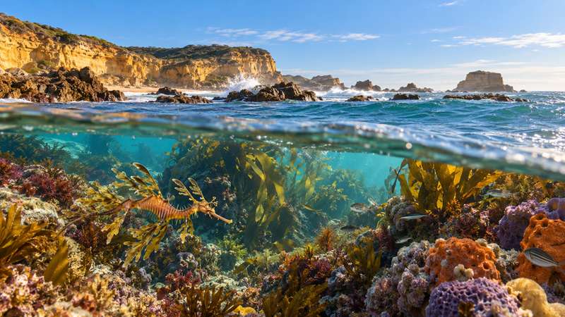 Guide to Marine Parks in Melbourne and Victoria