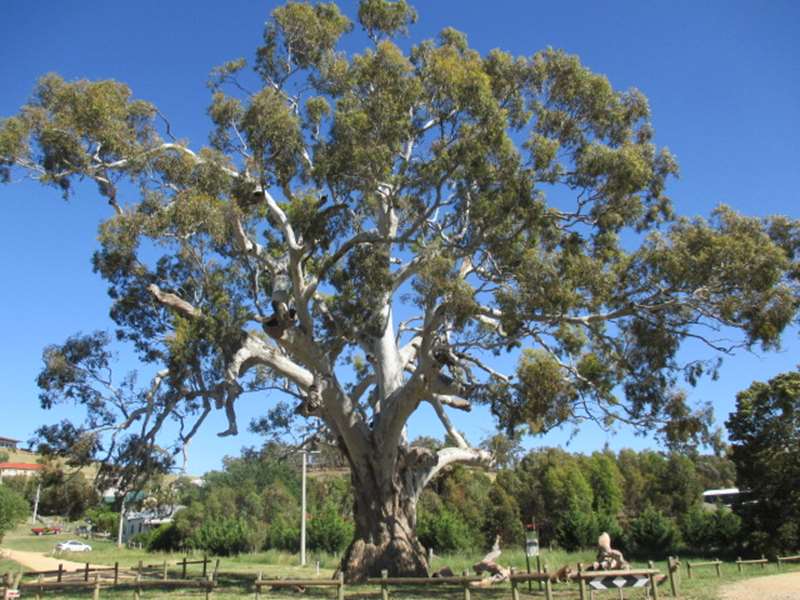 Guildford - The Big Tree