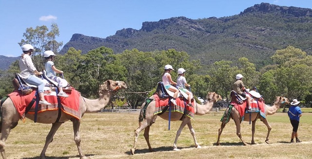 Halls Gap - Grampians Camel Rides