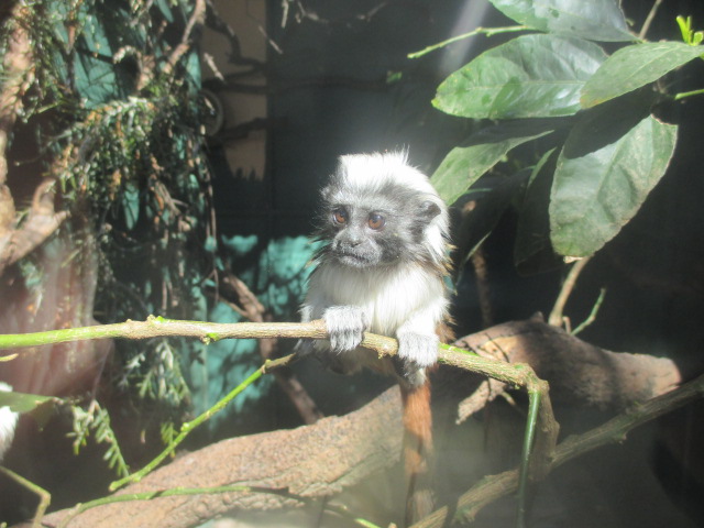 Halls Gap Zoo