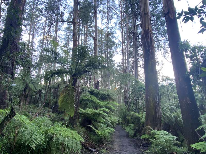 Hardy Gully Nature Walk (Sherbrooke)
