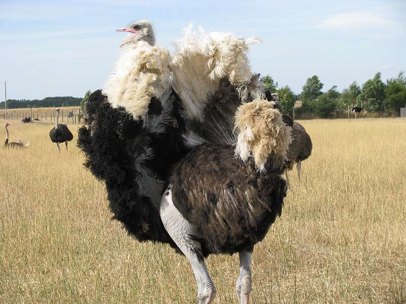 Hastings Ostrich Farm Tours (Winchelsea)