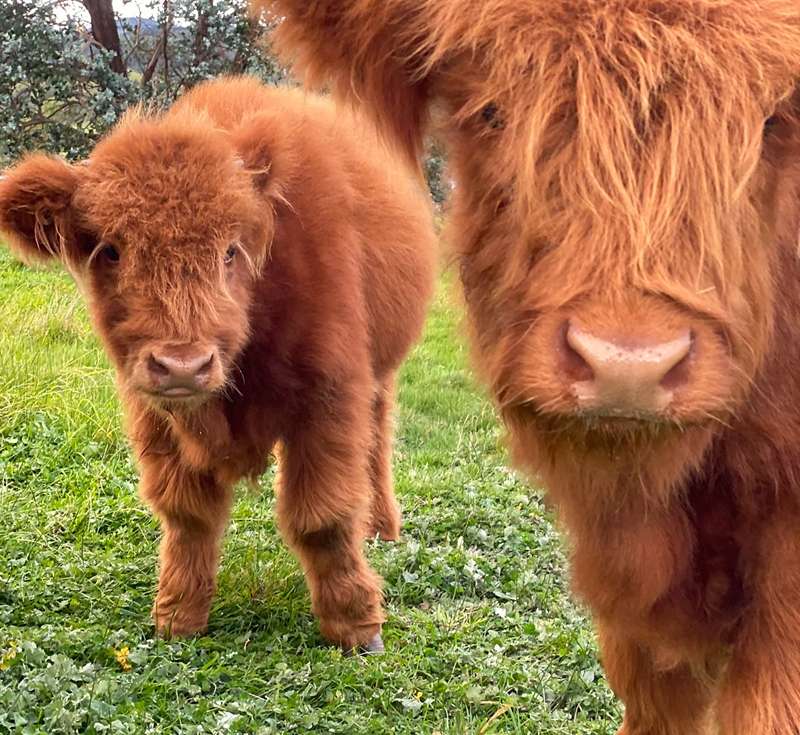 Haukhill Highlands (Whittlesea)