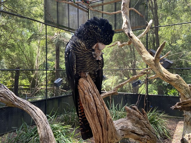 Healesville Sanctuary (Badger Creek)