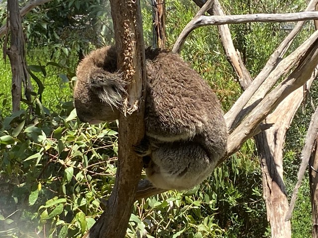 Healesville Sanctuary