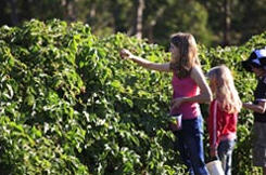 Stanley - High Grove Chestnut & Berry Farm