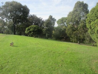 Highfield Park Dog Off Leash Area (Camberwell)