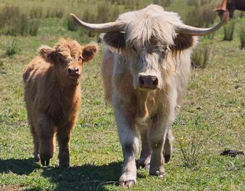 Highland Pastures (Bunyip North)