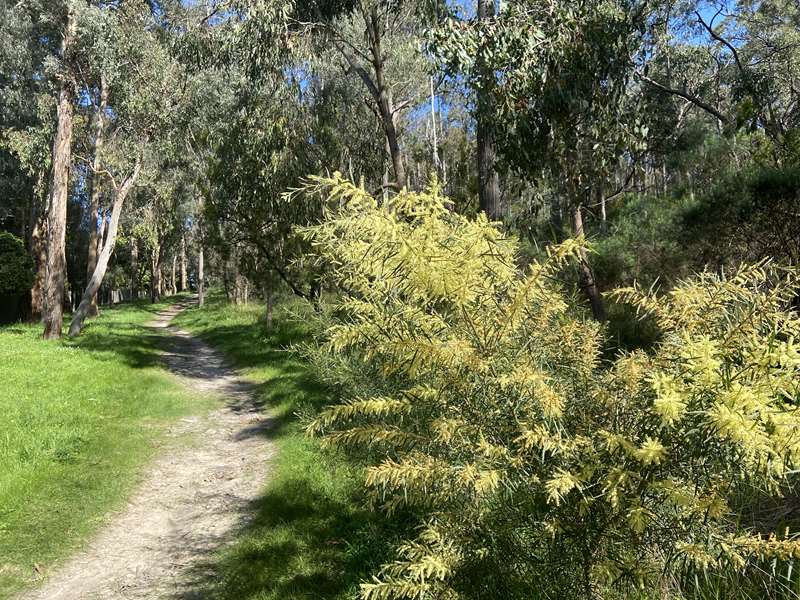 Hochkins Ridge Flora Reserve (Croydon North)