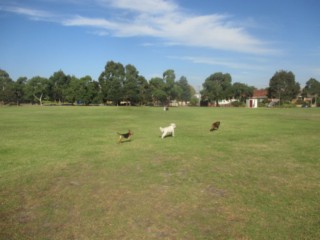 Hodgson Reserve Dog Off Leash Area (Bentleigh)