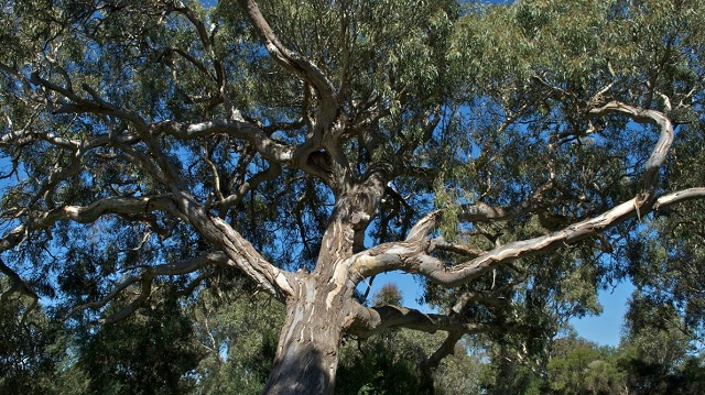 Longford - Holey Plains State Park