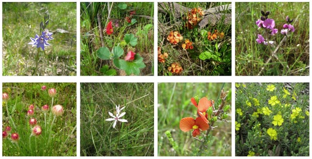 Inverleigh Flora and Fauna Reserve