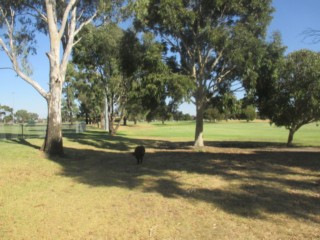 J.C. Donath Reserve Dog Off Leash Area (Reservoir)