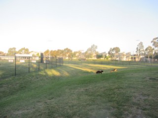 Jack Edwards Reserve Dog Off Leash Area (Oakleigh)