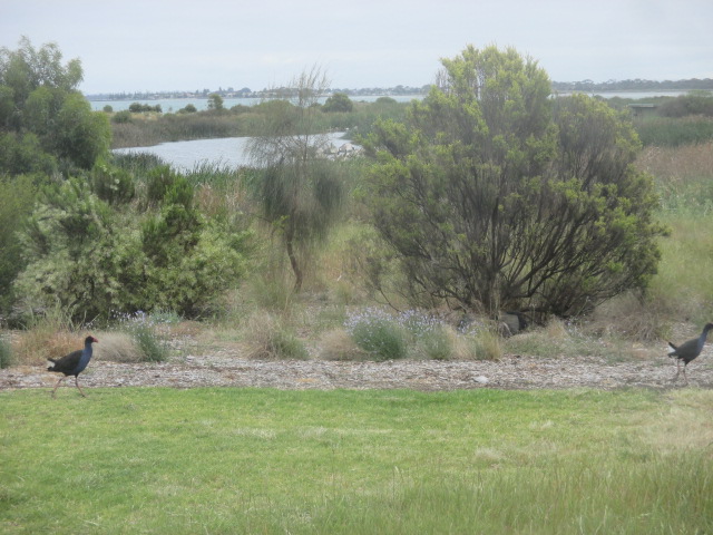 Jawbone Foreshore Walk