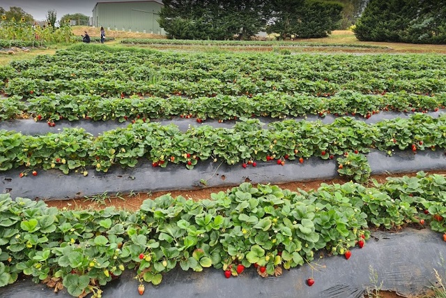 Jay Berries (Wandin East)