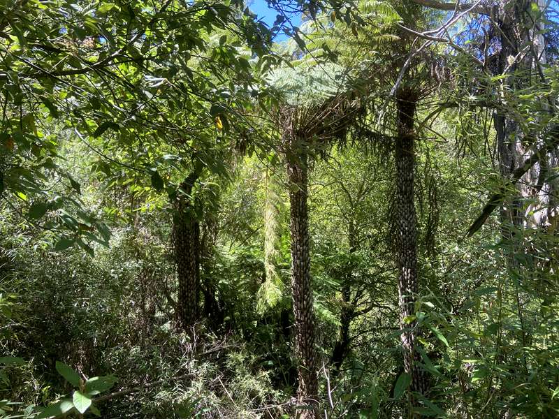 Jeeralang Junction - Fosters Gully Nature Trail