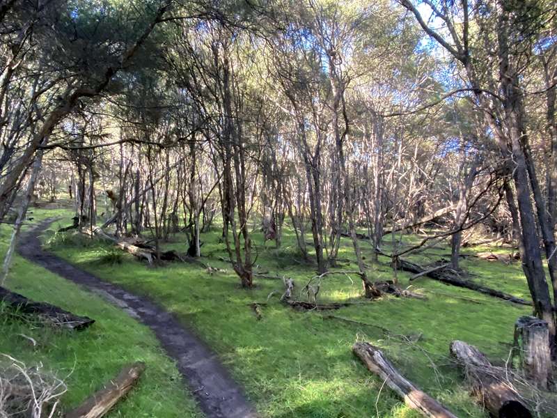 Jumping Creek Nature Walk (Warrandyte North)