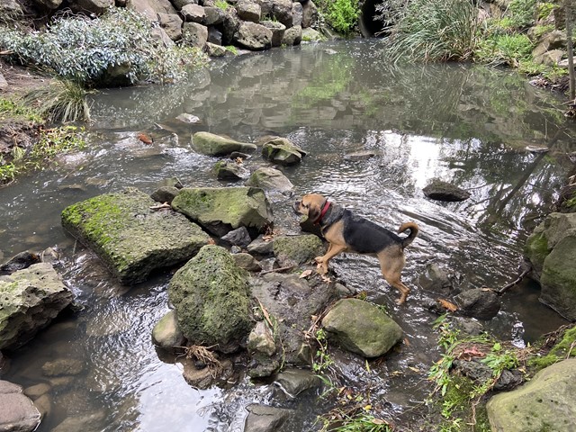 K W Joyce Reserve Dog Off Leash Area (Pascoe Vale)