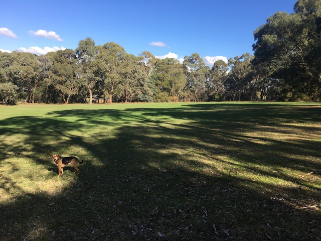 Kalinda Urban Modified Forest Dog Off Leash Area (Ringwood)