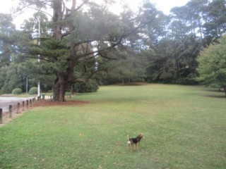 Kalorama Reserve Dog Off Leash Area (Kalorama)