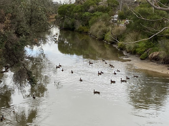 Kananook Creek Walking Trail (Frankston)