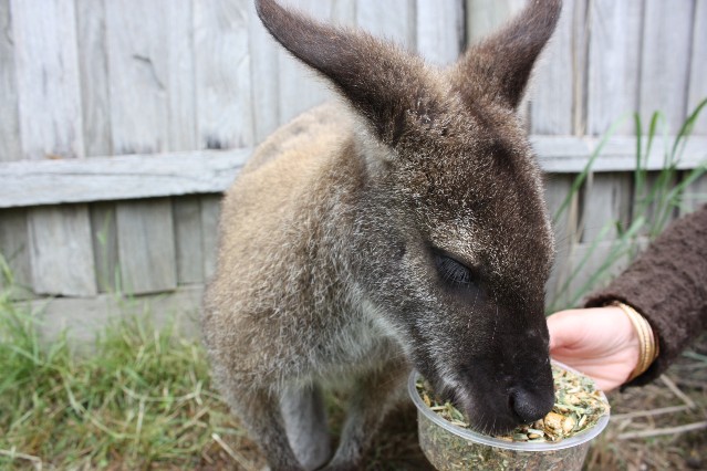 Maru Koala and Animal Park