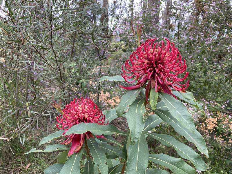 Karwarra Australian Native Botanic Garden (Kalorama)