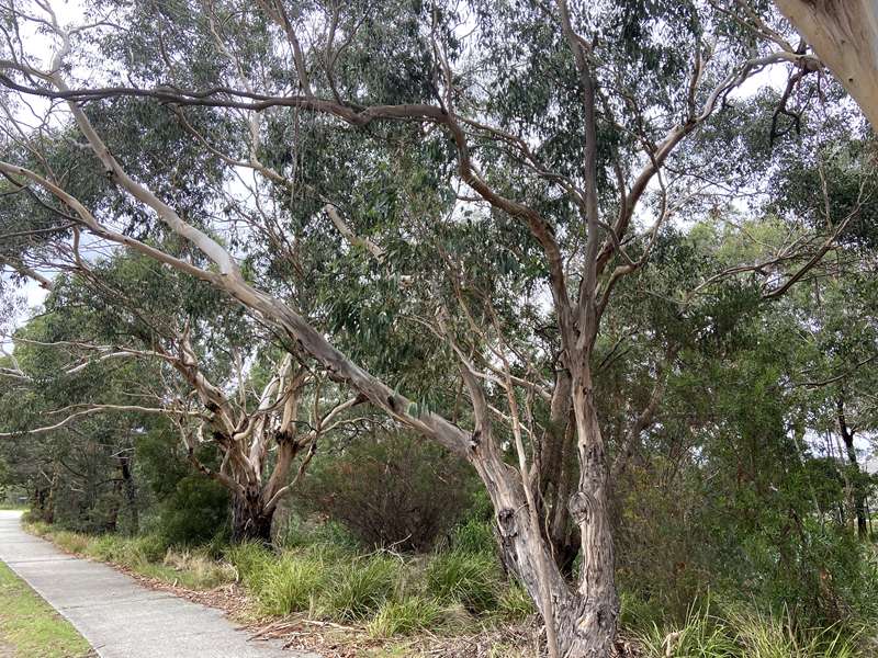 Kennedy Creek Walk (Pakenham)