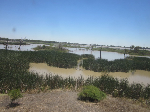 Kerang - Middle Lake Ibis Rookery and Bird Hide