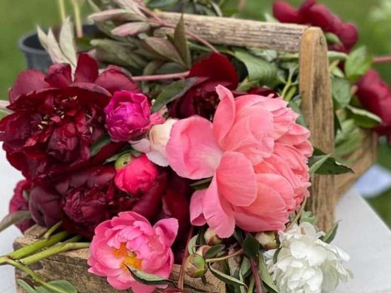Kerrie - Romswood Peony Farm