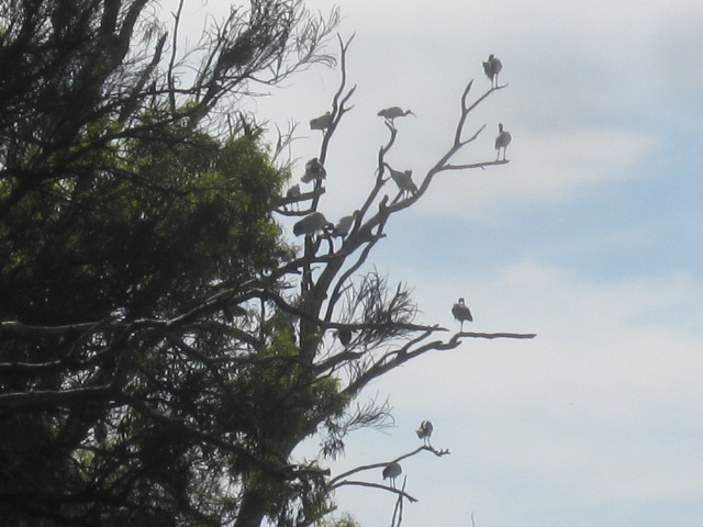 Irymple - Kings Billabong Wildlife Reserve
