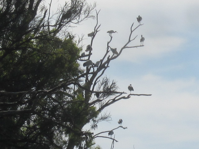 Irymple - Kings Billabong Wildlife Reserve