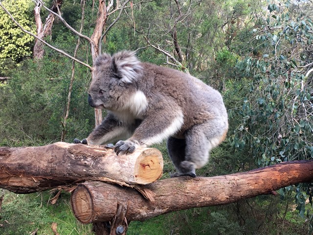 Koala Conservation Centre (Phillip Island)