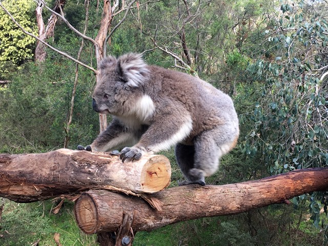 Koala Conservation Centre