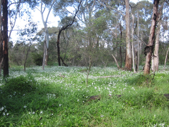 Koomba Park (Wantirna)