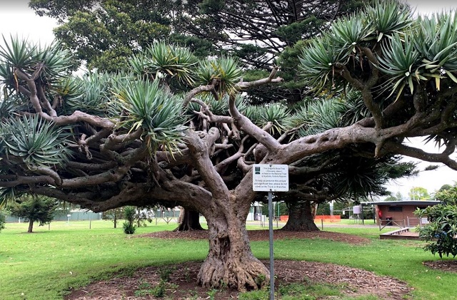 Koroit Botanical Gardens