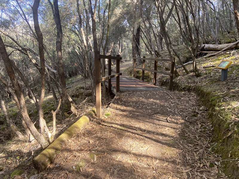 Lake Eildon National Park Candlebark Nature Walk
